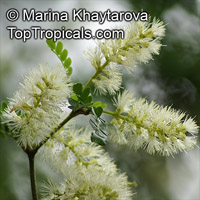 Ebenopsis ebano, Pithecellobium ebano, Texas Ebony, Ebony Blackbead, Apples Earring

Click to see full-size image