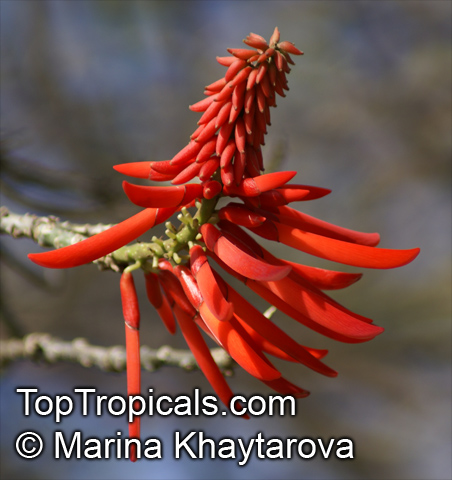 Erythrina sp., Coral Tree. Erythrina rubrinervia