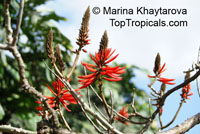 Erythrina speciosa, Erythrina reticulata, Erythrina poianthes, Erythrina graefferi, Coral Tree

Click to see full-size image