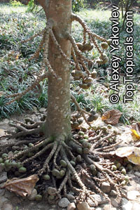Ficus auriculata, Ficus roxburghii, Elephant ear fig tree, Giant Indian Fig

Click to see full-size image