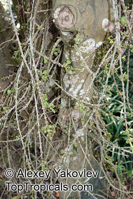 Ficus hispida, Ficus oppositifolia, Hairy Fig