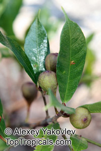 Ficus pyriformis, Bo Li Rong

Click to see full-size image