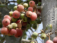 Ficus sycomorus, Common Cluster Fig

Click to see full-size image