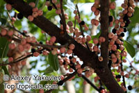 Ficus virens (infectoria) - seeds

Click to see full-size image
