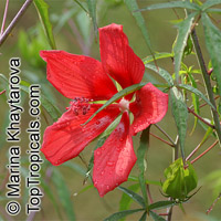 Hibiscus coccineus, Scarlet Hibiscus, Scarlet Rose Mallow, Swamp Hibiscus

Click to see full-size image
