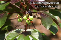 Jatropha gossypiifolia, Bellyache bush, Cotton Leaf, Physic nut, Sibidigua, Tua-Tua