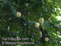 Maniltoa browneoides, Maniltoa gemmipara, Hankerchief Tree, New Guinea Ghost Tree, Manitoa 

Click to see full-size image