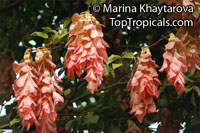 Maniltoa lenticellata, Silk Handkerchief Tree, Cascading Bean, Native Handkerchief Tree

Click to see full-size image