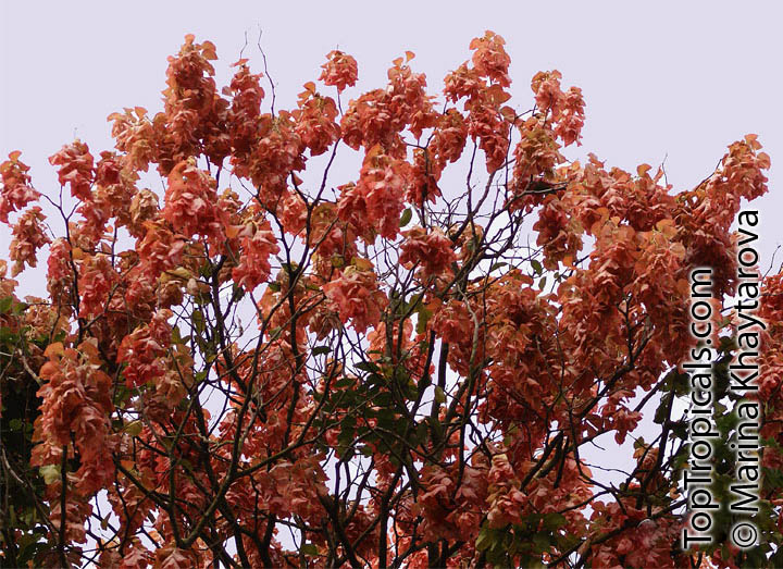 Maniltoa lenticellata, Silk Handkerchief Tree, Cascading Bean, Native Handkerchief Tree