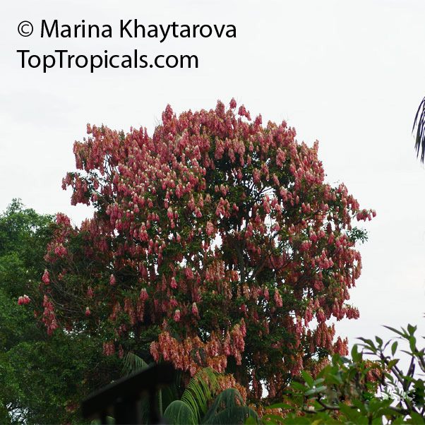 Maniltoa lenticellata, Silk Handkerchief Tree, Cascading Bean, Native Handkerchief Tree