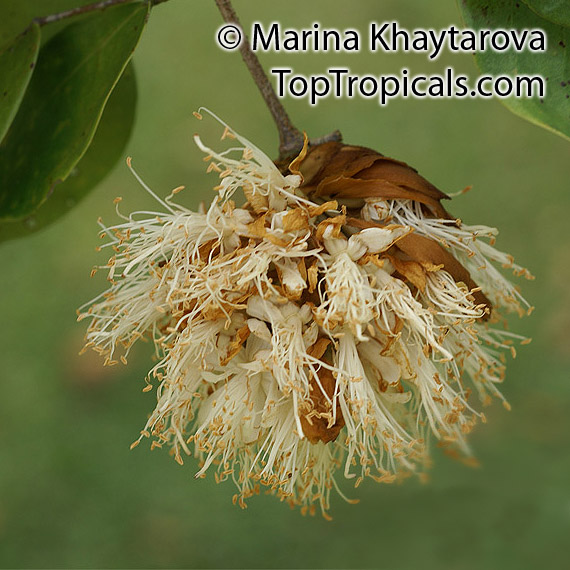 Maniltoa megalocephala, Handkerchief Tree