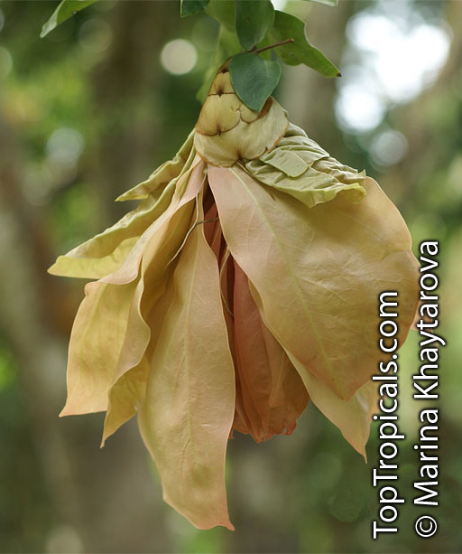 Maniltoa megalocephala, Handkerchief Tree