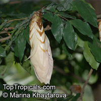 Maniltoa grandiflora, Maniltoa schefferi, Maniltoa hollrungii, Dove Tree, Handkerchief Tree, Ghost Tree, New Guinea Ghost Tree

Click to see full-size image