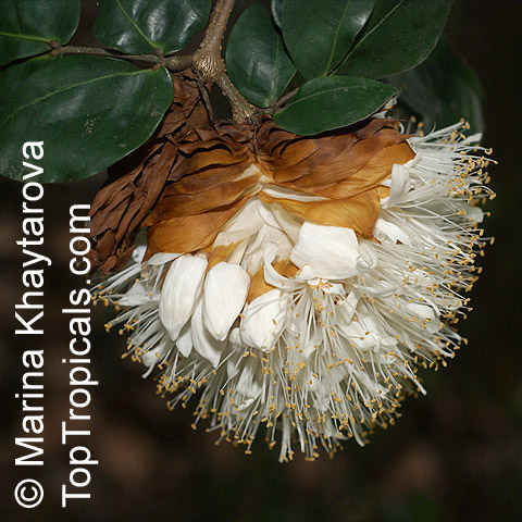 Maniltoa grandiflora, Maniltoa schefferi, Maniltoa hollrungii, Dove Tree, Handkerchief Tree, Ghost Tree, New Guinea Ghost Tree