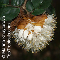 Maniltoa grandiflora, Maniltoa schefferi, Maniltoa hollrungii, Dove Tree, Handkerchief Tree, Ghost Tree, New Guinea Ghost Tree

Click to see full-size image