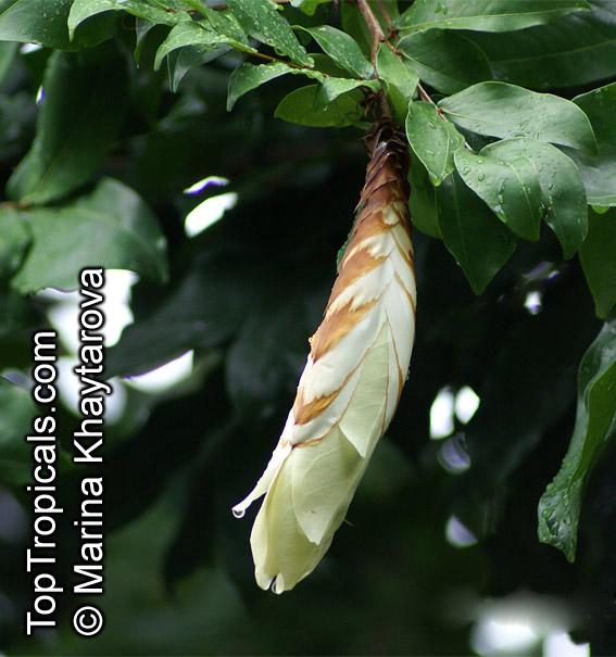 Maniltoa browneoides, Maniltoa gemmipara, Hankerchief Tree, New Guinea Ghost Tree, Manitoa 