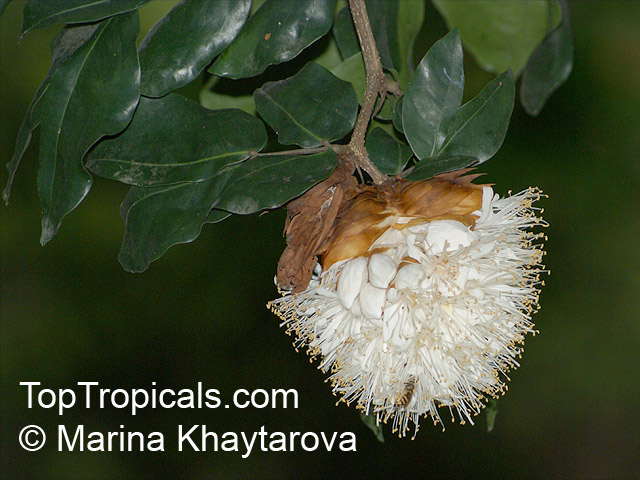 Maniltoa grandiflora, Maniltoa schefferi, Maniltoa hollrungii, Dove Tree, Handkerchief Tree, Ghost Tree, New Guinea Ghost Tree