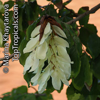 Maniltoa sp., Dove Tree, Handkerchief Tree, Ghost Tree

Click to see full-size image