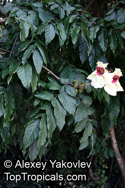 Markhamia stipulata, Spathodea stipulata, Khae