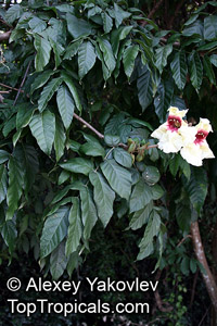 Markhamia stipulata, Spathodea stipulata, Khae

Click to see full-size image