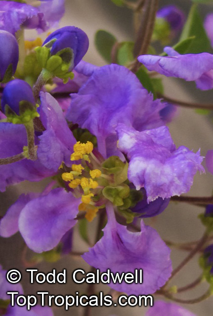 Mascagnia lilacina, Lilac Orchid Vine