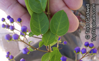 Mascagnia lilacina, Lilac Orchid Vine