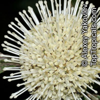 Myrmeconauclea strigosa, Ant Plant

Click to see full-size image