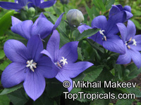 Platycodon grandiflorus, Chinese Bellflower, Balloon Flower

Click to see full-size image