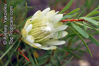 Protea lanceolata, Lanceleaf Sugarbush 

Click to see full-size image
