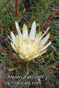 Protea lanceolata, Lanceleaf Sugarbush 

Click to see full-size image