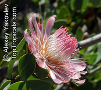 Protea punctata, Water Sugarbush

Click to see full-size image