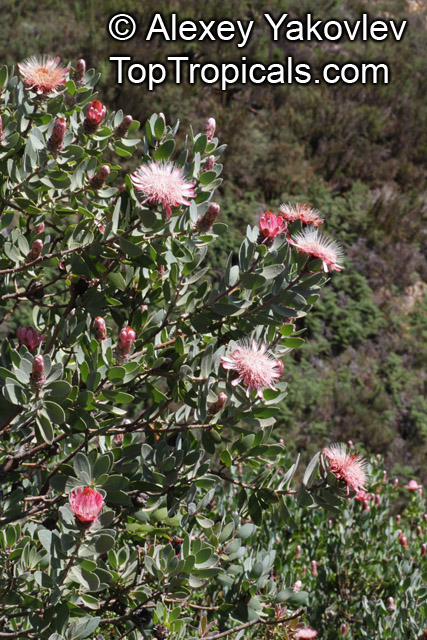 Protea punctata, Water Sugarbush
