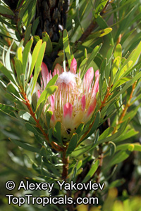 Protea repens, Common Sugarbush

Click to see full-size image