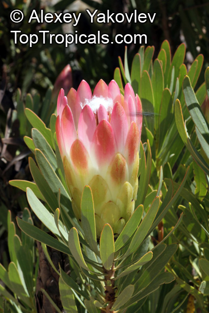 Protea repens - seeds