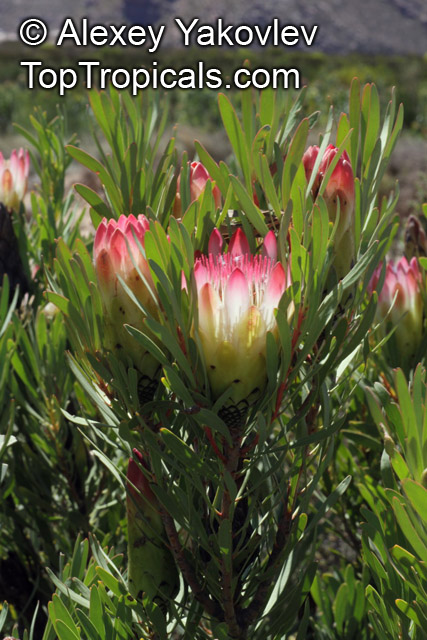 Protea repens, Common Sugarbush