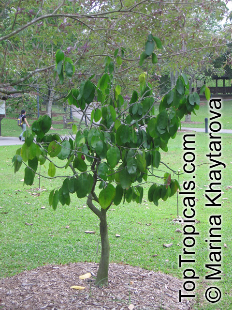 Samadera indica, Niepa Bark Tree