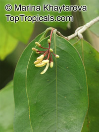 Samadera indica, Niepa Bark Tree

Click to see full-size image