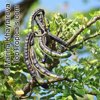 Samanea saman, Albizia saman, Pithecellobium saman , Rain Tree, Monkeypod, Cenizaro, Cow Tamarind

Click to see full-size image