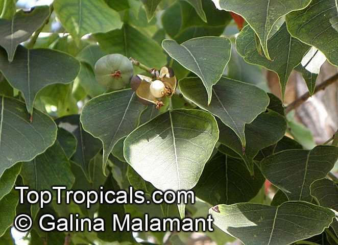 Triadica sebifera, Sapium sebiferum , Chinese Tallow, Popcorn Tree