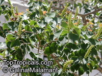 Triadica sebifera, Sapium sebiferum , Chinese Tallow, Popcorn Tree

Click to see full-size image