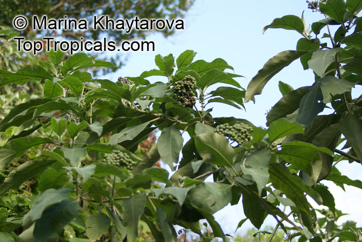 Solanum mauritianum, Woolly Nightshade, Wild Tobacco Bush