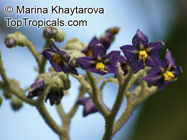 Solanum mauritianum, Woolly Nightshade, Wild Tobacco Bush