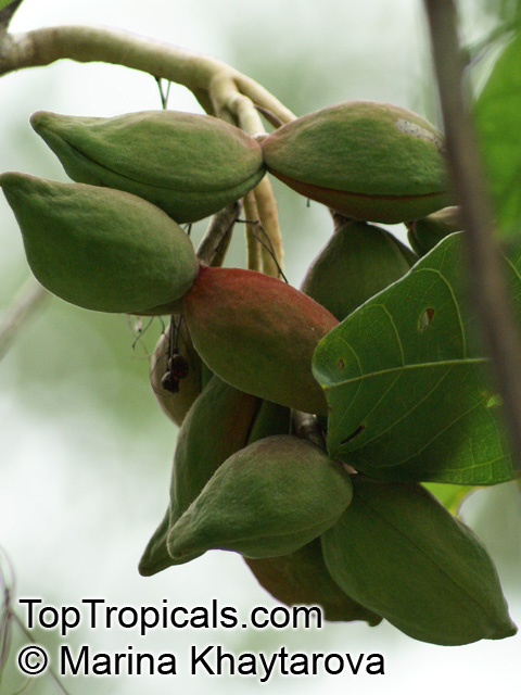 Sterculia monosperma, Sterculia nobilis, Chinese Chestnut, Seven Sister's Fruit