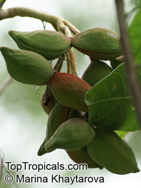 Sterculia monosperma, Sterculia nobilis, Chinese Chestnut, Seven Sister's Fruit

Click to see full-size image