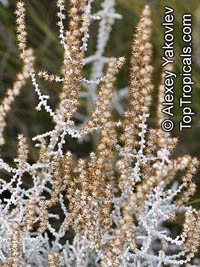 Stoebe plumosa, Seriphium plumosum, Slangbos

Click to see full-size image