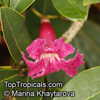 Tabebuia haemantha, Bignonia haemantha, Blood-Red Trumpet Tree, Roble Cimarron, Roble Cimmaron

Click to see full-size image