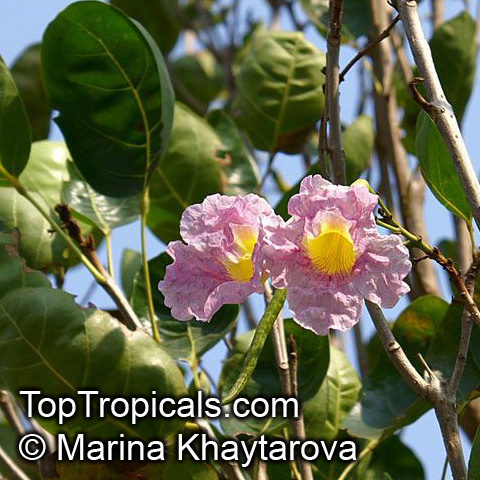 Tabebuia heterophylla, Pink Trumpet Tree