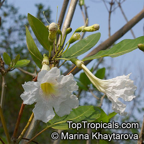 Tabebuia heterophylla, Pink Trumpet Tree
