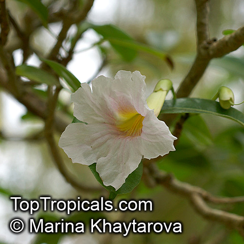 Tabebuia bahamensis, Tabebuia turquinensis, Tabebuia affinis, Tabebuia leonis, Dwarf Bahamian Trumpet Tree, Five Fingers