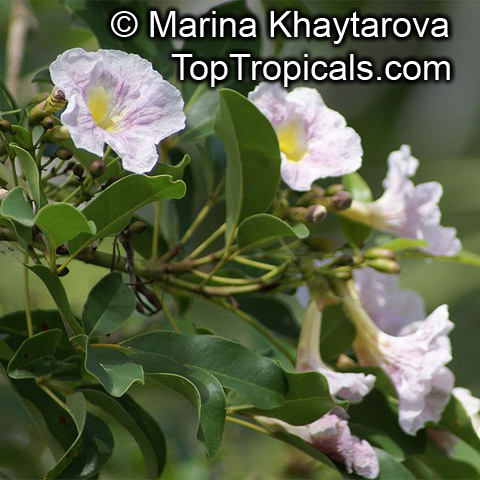 Tabebuia pallida, Tabebuia heterophylla subsp. pallida , White Wood, Pale Pink Trumpet Tree